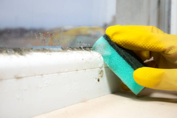 Best Mold Remediation  in Moriarty, NM