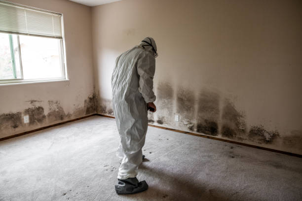 Reliable Moriarty, NM Mold Removal Solutions