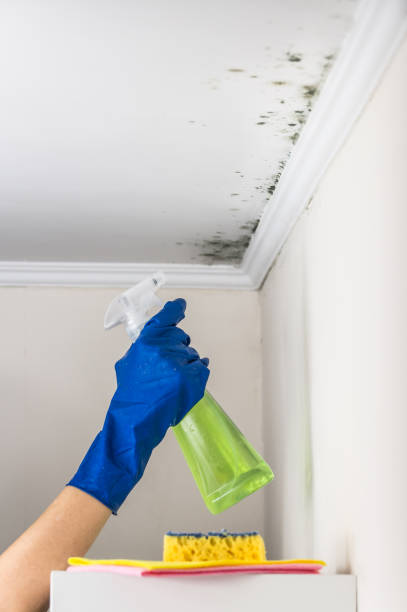 Best Mold Inspection  in Moriarty, NM