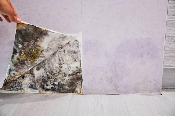 Mold Removal and Inspection in Moriarty, NM